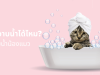 ไขข้อสงสัย แมวต้องอาบน้ำไหม? อาบน้ำแมวอย่างไร?