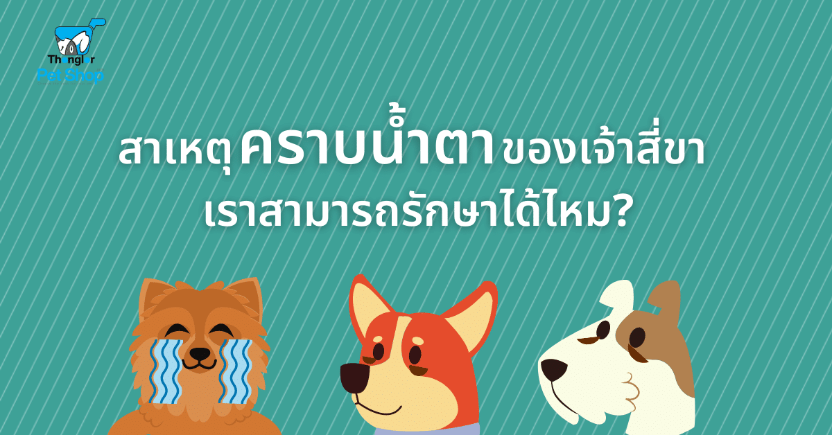 You are currently viewing ไขข้อข้องใจเรื่องคราบน้ำตา เกิดจากอะไร? เราสามารถรักษาได้ไหม?