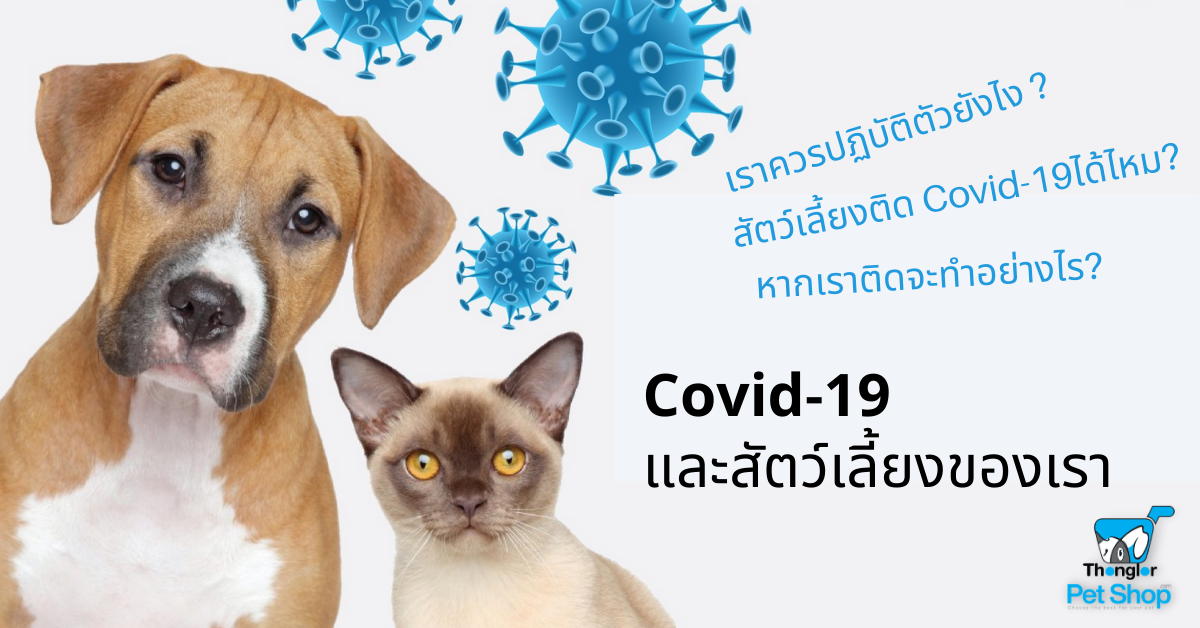 You are currently viewing Covid-19 และสัตว์เลี้ยงของเรา