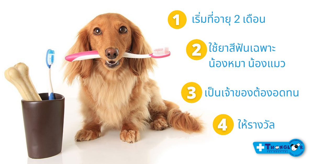 You are currently viewing สุนัขจำเป็นต้องแปรงฟันนะรู้ยัง? วิธีแปรงฟันหมา